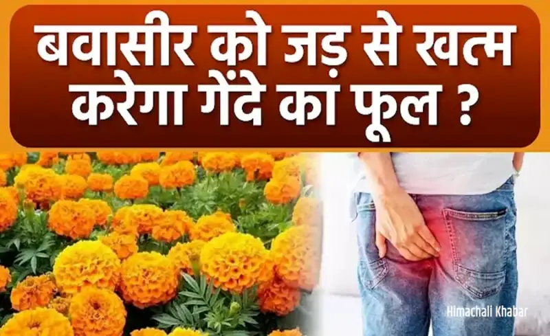 बवासीरˈ को जड़ से खत्म करेगा गेंदे के फूल और काली मिर्च का यह घरेलू प्रयोग, हजारों लोग पा चुके हैं राहत