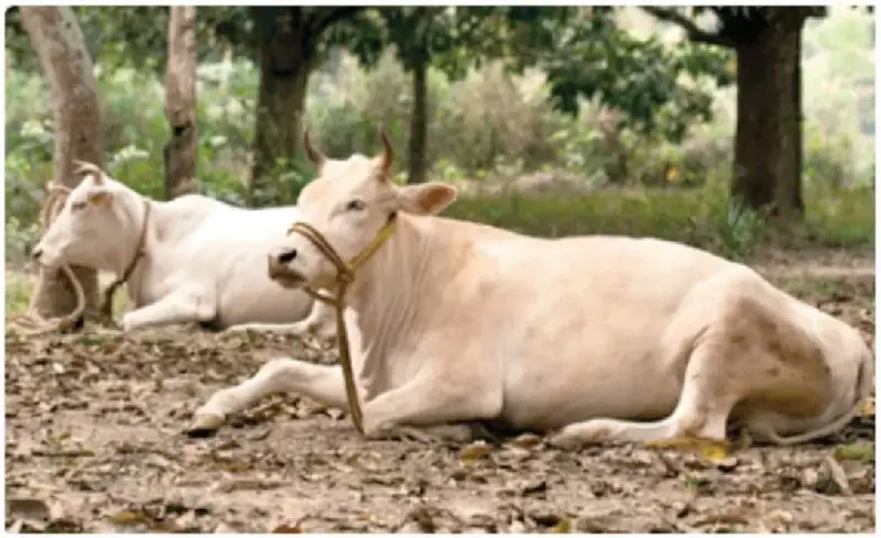 Heatwave alert: Farmers told to shield livestock