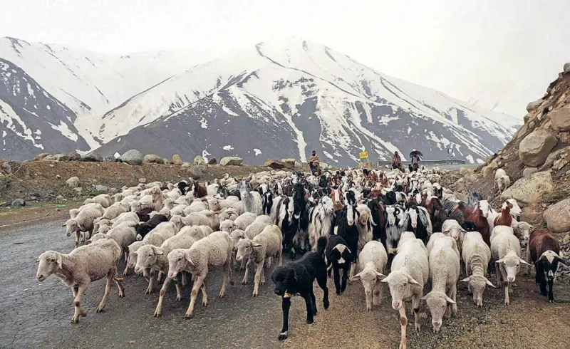 Unseasonal snow adds to hardship of Gujjar, Bakerwal tribes' seasonal migration
