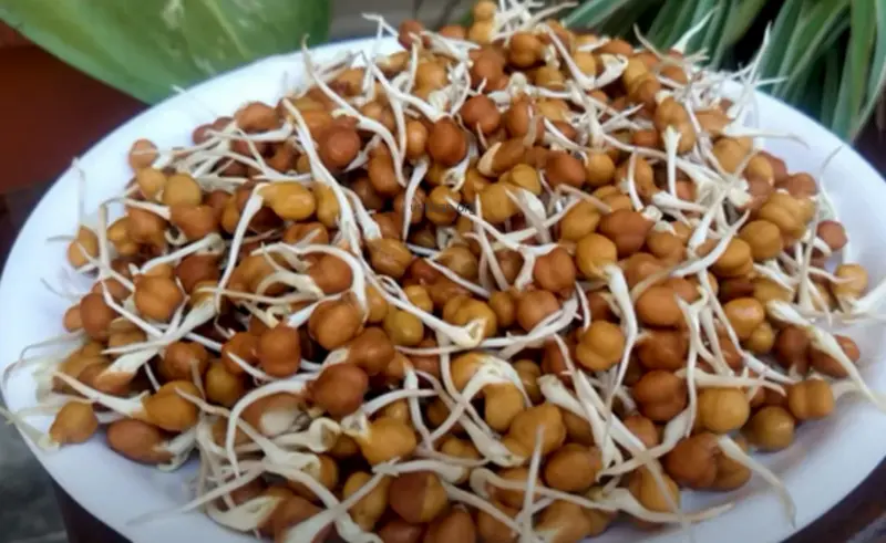 अंकुरित चना खाकर पाएं जादुई फायदे, जानें कैसे ये छोटा सा सुपरफूड बदल सकता है आपकी सेहत..