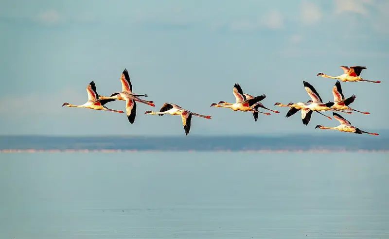 Securing every habitat along migratory bird flyways