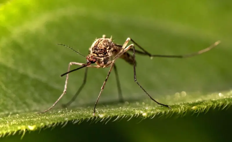 ગરમીમાં ડેન્ગ્યુ-ખાણીપીણી કેસમાં વધારો, સત્તા અને આરોગ્ય વ્યવસ્થામાં ખામી