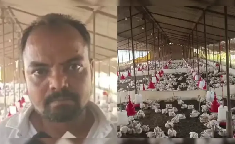 డీజే సౌండ్ తో 140 కోళ్లు మృతి అసలు కారణం