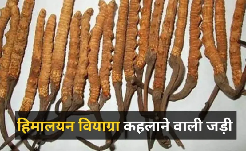 हिमालयन वियाग्रा: कीड़ा जड़ी की अद्भुत ताकत