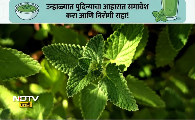 Pudina Benefits: पुदिन्याचे सेवन करणं 9 लोकांसाठी ठरेल वरदान, उन्हाळ्यात पुदिना खाण्याची योग्य पद्धत जाणून घ्या