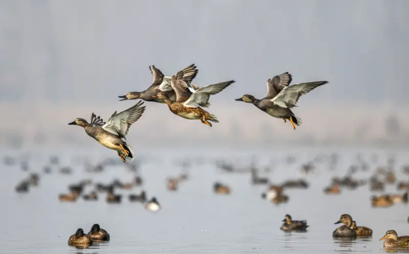Jammu And Kashmir | Wildlife Dept Scales Up Vigil Against Bird Poaching