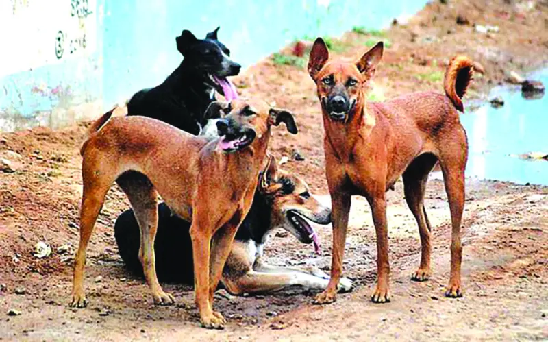 ಬೀದಿ ನಾಯಿಗಳಿಗೂ ಆಹಾರದ ಹಕ್ಕಿದೆ: ದೆಹಲಿ ಹೈಕೋರ್ಟ್‌