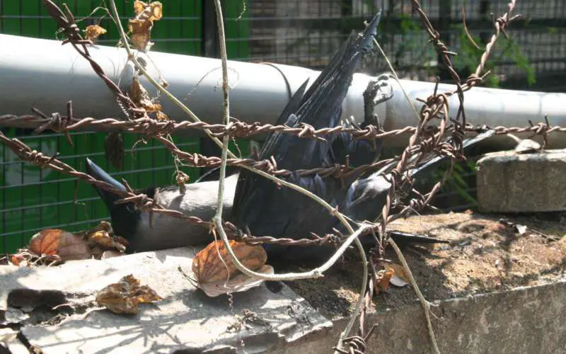 निगडीत दहा कावळ्यांचा संशयास्पद मृत्यू