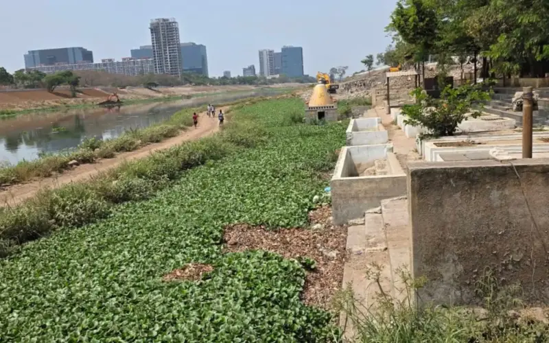 Water Hyacinth Overgrowth in Mula-Mutha Raises Health Alarm in East Pune