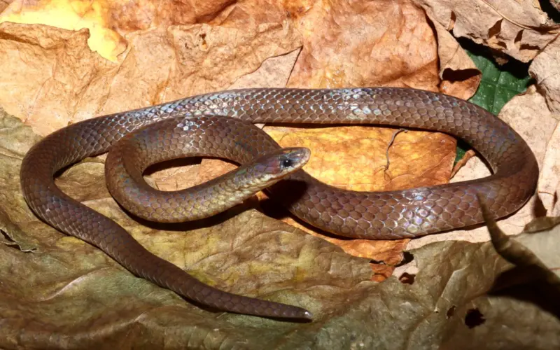 New snake species discovered named after famous Mizo herpetologist