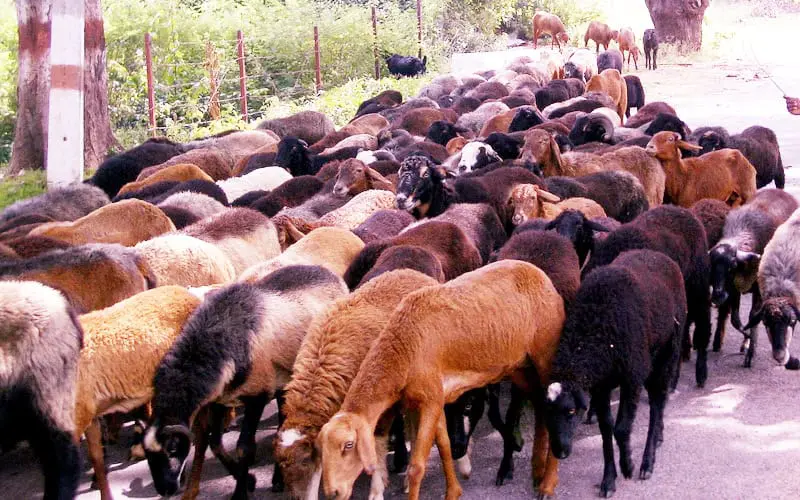 تلنگانہ حکومت بقرعید 2026 کی تعطیلات میں کرے گی تبدیلی ۔