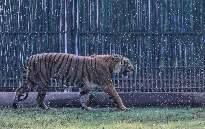 Protecting zoo animals from Delhi's insane heat