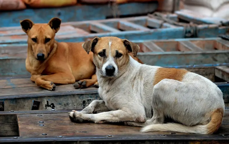 Special Ambulance Service for Stray Animals Launched in Vasai