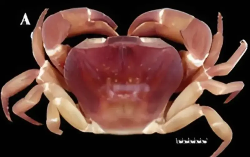 Rare 'two-sex' crab discovered in Silent Valley research study