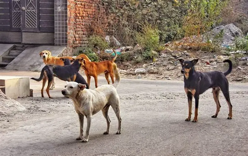 Sports authority shuts stadium gates as residents try to push in dogs