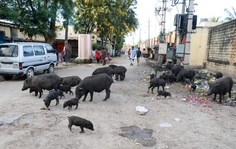 ಪ್ರಕ್ರಿಯೆಯಲ್ಲೇ ಉಳಿದ 'ವರಾಹ'ಶಾಲೆ, ಗೋಶಾಲೆ ಯೋಜನೆ