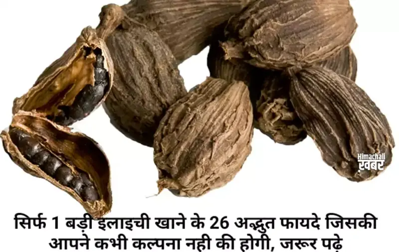 सिर्फ 1 बड़ी इलाइची खाने के 26ˈ अद्भुत फायदे जिसकी आपने कभी कल्पना नही की होगी, जरूर पढ़े और शेयर करेˌ