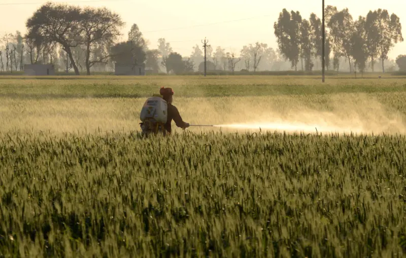 Agriculture still backbone of Punjab economy: Survey