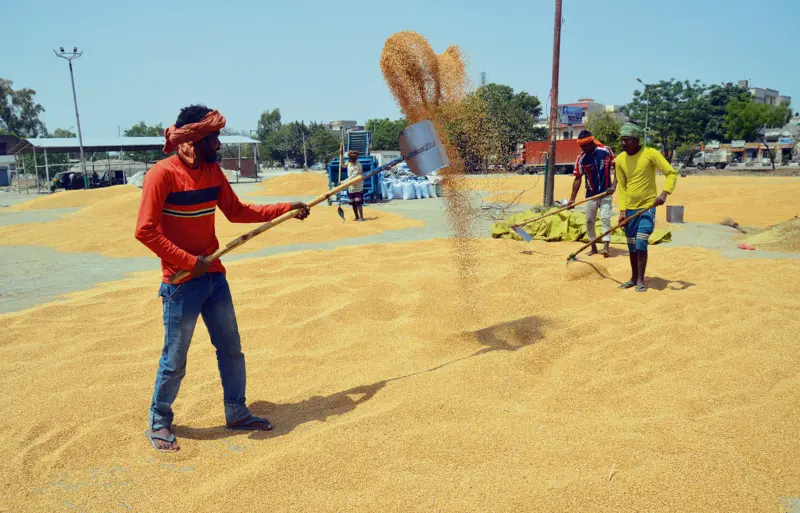 Wheat procurement sluggish amid low arrivals across dist