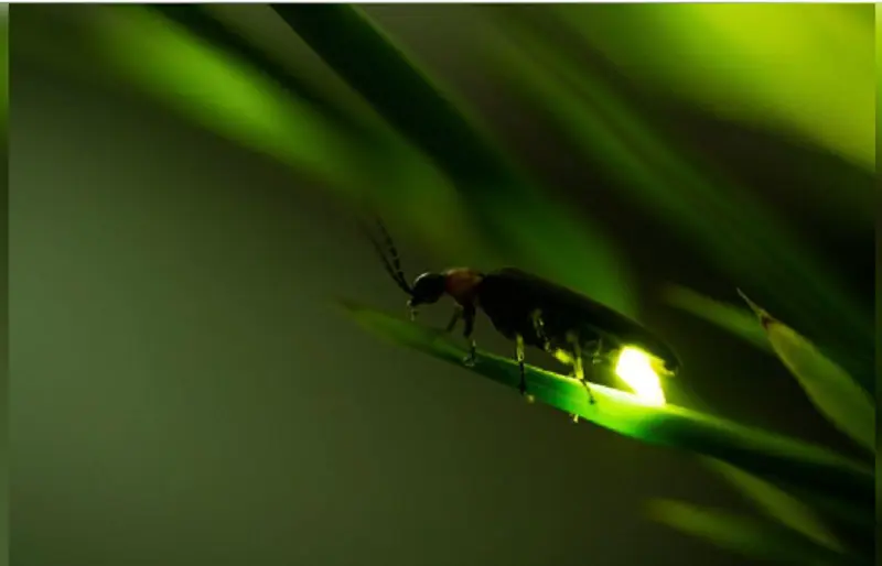 Scientists discover two new firefly species in Meghalaya