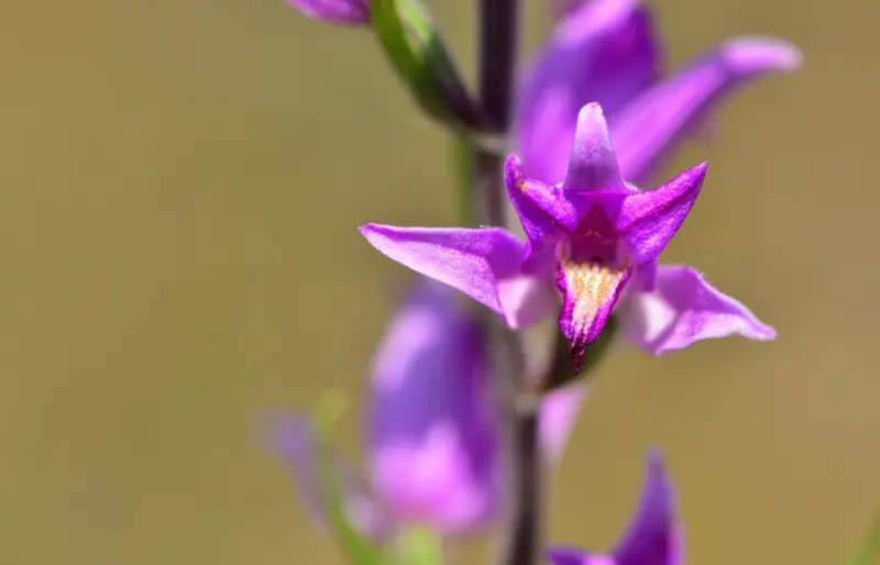 Edible orchids are being overharvested in the Mediterranean - how to protect these astonishing blooms