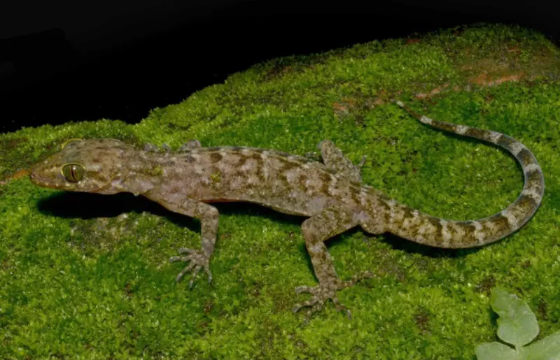 New gecko species discovered in Assam's Raimona landscape