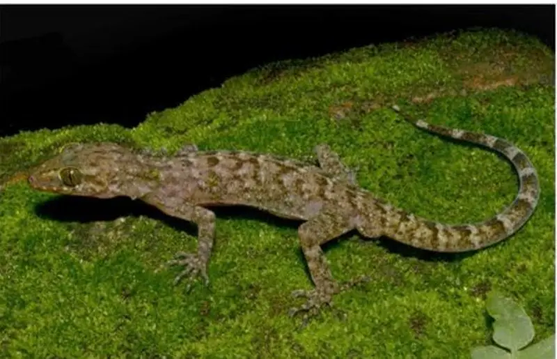 New bent-toed gecko species discovered in Assam's Kokrajhar district