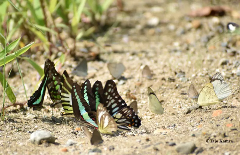 Arunachal butterflies are picky about where they 'mud puddle': Study