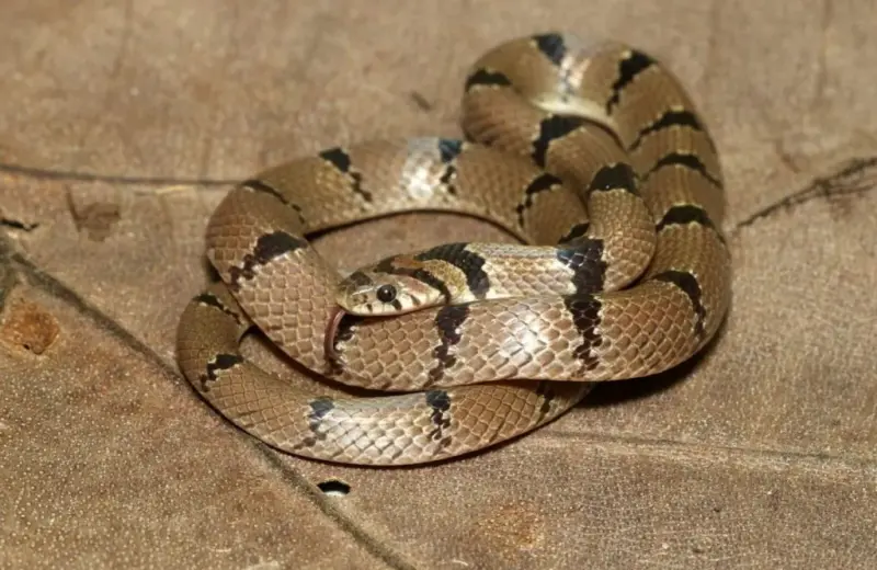 Evolution Of Snakes: Scientists Unravel The Mysssteries