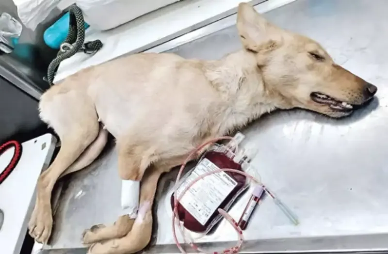 Street dogs held in cruel conditions, blood sold for Rs 30,000; activists point to Shaikpet's Pets Care Hospital