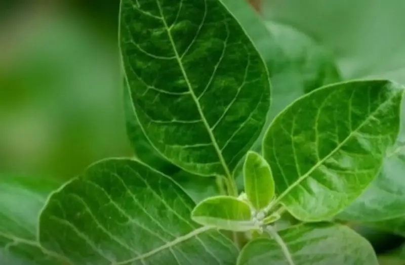 FSSAI bans use of Ashwagandha leaves in supplements over safety concerns