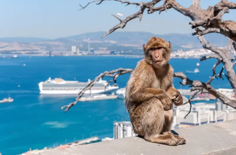 Europe's only wild primates, Gibraltar's Barbary Macaques, eat soil to counter ill effects of tourist-derived junk food: Study