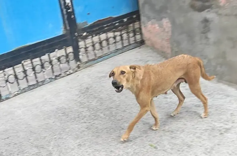 A free-ranging dog chasing you may not necessarily be 'aggressive'