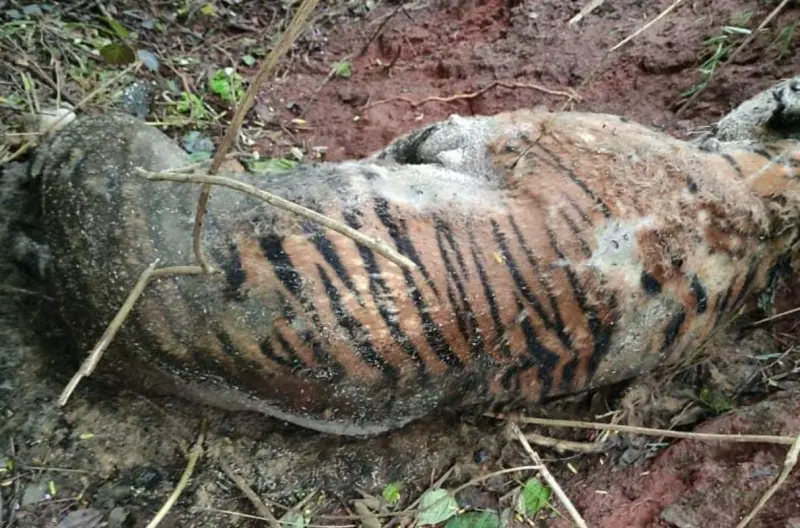 ಬಂಡೀಪುರ: ಗಂಡು ಹುಲಿಯ ಮೃತ ದೇಹ ಪತ್ತೆ