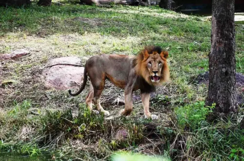 White tigers, African lions: Hyderabad's Nehru Zoological Park gets 309 rare species