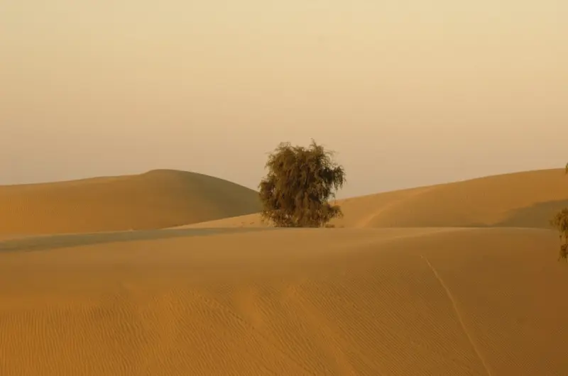 Our Climate Answer Lies in Our Grassland Soil