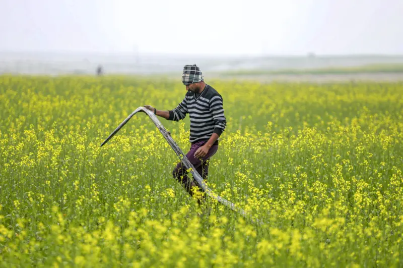 Weather havoc hits flowers, vegetables in Punjab; growers seek relief