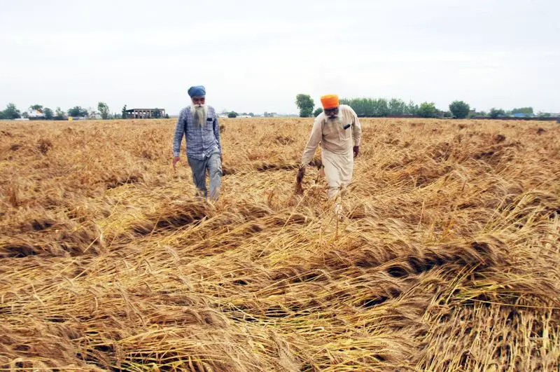 Punjab to seek relaxation in wheat procurement specifications like those announced for Rajasthan