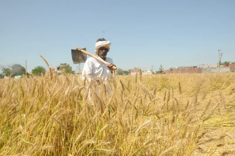 No wheat arrival expected despite start of procurement season in Amritsar