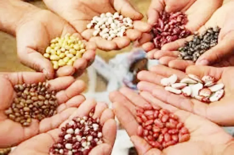 बियाणे विक्रीला 'रोपे, उत्पन्न हमी' प्रमाणपत्रे बंधनकारक