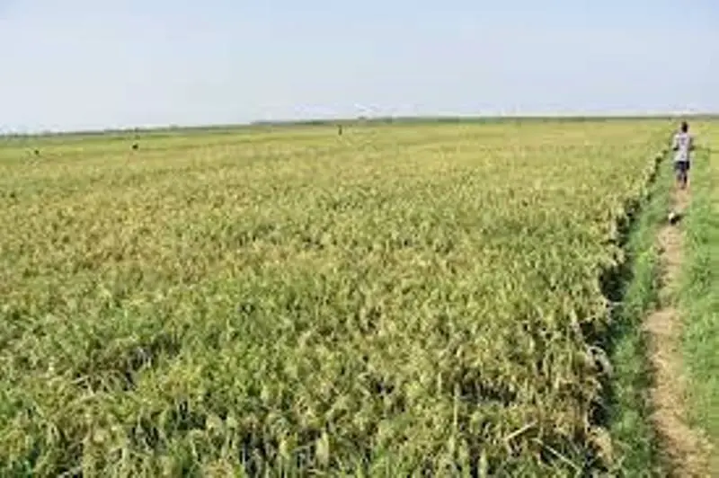 Over 5,000 Mizoram farmers lose 42% of crops to rodent infestation