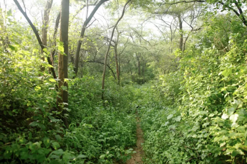 How to Kill a Dying Forest: The Risks Behind Delhi's New 'Van' Project