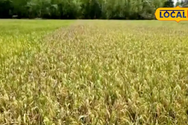 Agriculture News: বোরো ধানে ধসা রোগ! নষ্ট হয়ে যাচ্ছে বিঘার পর বিঘা জমির ফসল, আবহাওয়ার খামখেয়ালিপনায় চরম ক্ষতির মুখে শীতলকুচির চাষিরা