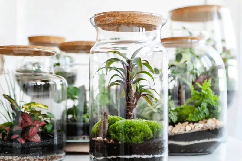 Forest in a jar: Terrariums redefine indoor gardening
