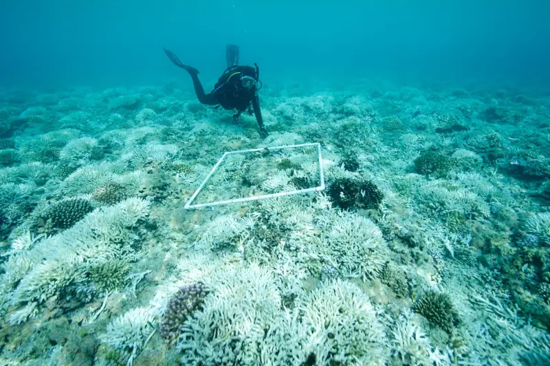 It's official, nearly 84% of coral reefs are affected in the most widespread mass global bleaching event