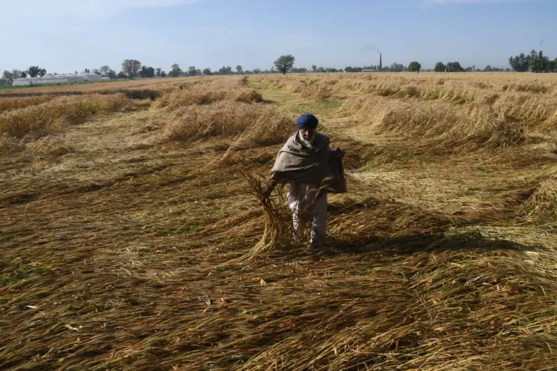 Untimely rains and winds spell trouble for Punjab's wheat crop