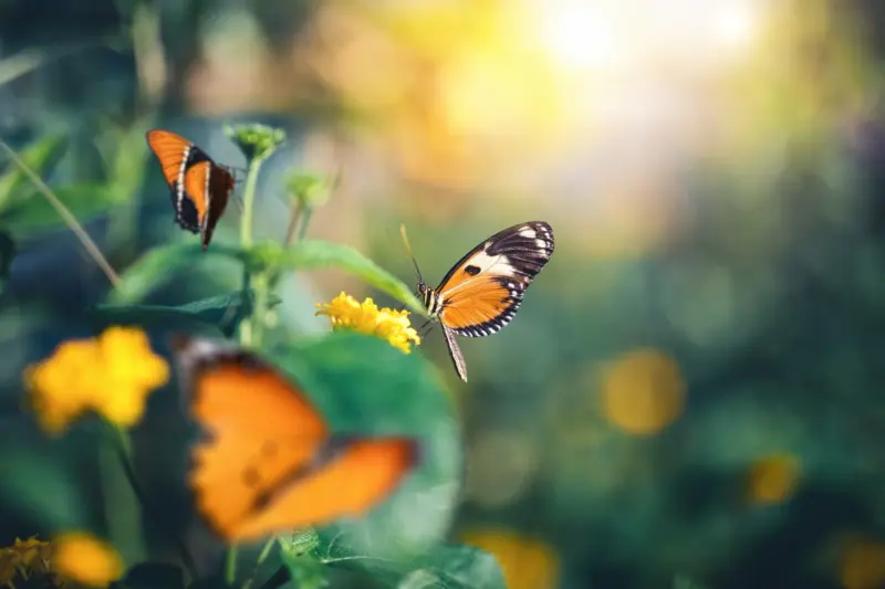 Creating A Butterfly-Friendly Garden For Beauty & Biodiversity