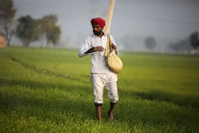 Death of winter: Heat arrives early, threatens to shrink Punjab and Haryana's wheat harvest