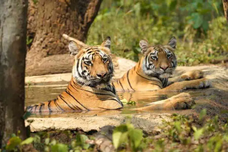 Uttarakhand: Probe ordered after tiger cubs found dead with paws chopped off in Haridwar's Shyampur range