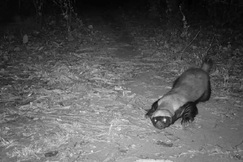 Honey badger, leopards, pangolin and more: Trap cameras reveal Purulia wildlife thriller
